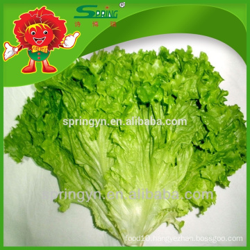 Fresh vegetable green leaf lettuce organic vegetables